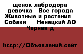 щенок лабродора девочка - Все города Животные и растения » Собаки   . Ненецкий АО,Черная д.
